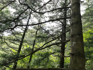 陕西天竺山国家森林公园