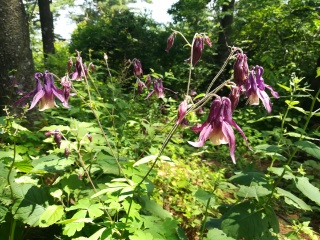 陕西天竺山国家森林公园