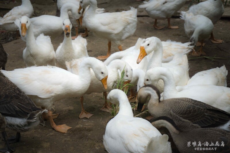 鸡圈都封得严严实实的,鹅圈开着都没鹅往外面跑.