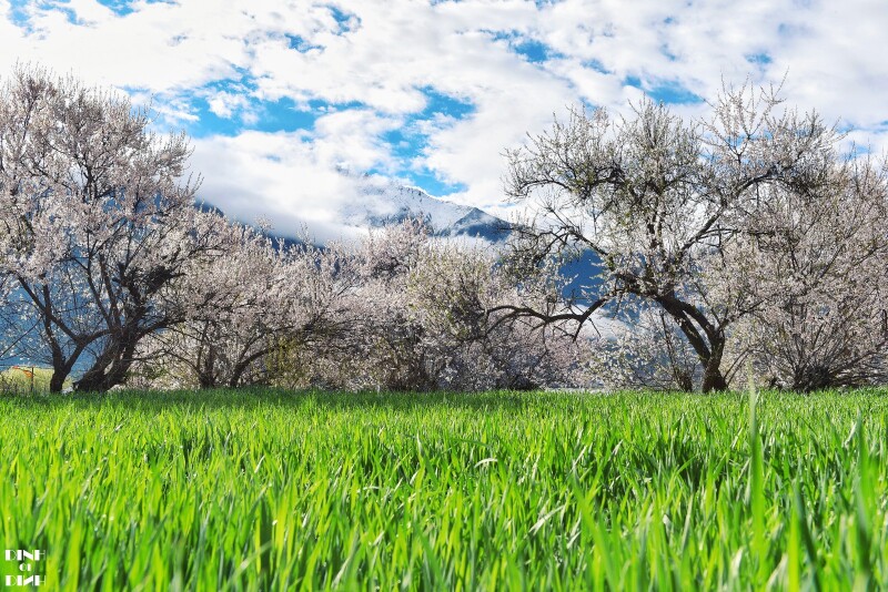 绿油油的青稞在阳光的照射下泛着光