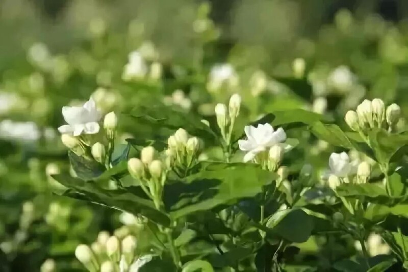 犍为清溪茉莉花的世界