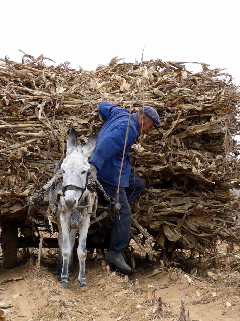      拉玉米杆的驴车