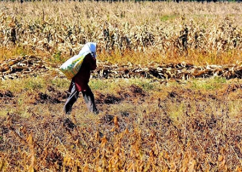   这是一位背玉米的农妇