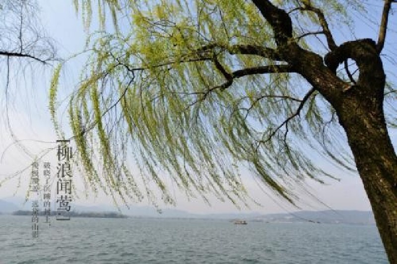 杭州柳浪闻莺游记