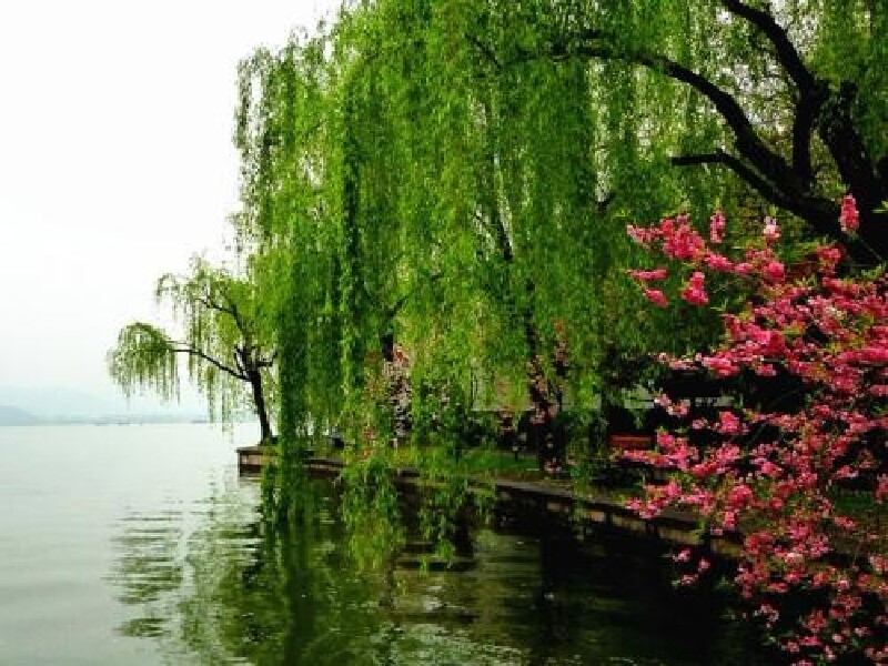 现为柳浪闻莺公园,地处西湖东南隅湖岸,占地约二十一公顷.