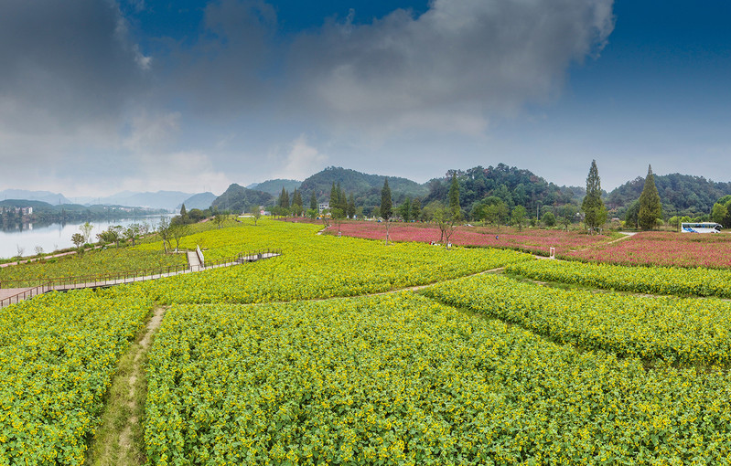 杭州建德下涯黄饶半岛千亩花海盛开迎万方客来_浙江游记_途牛