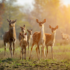 Deer in autumn field