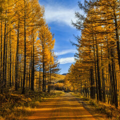 深秋的黄色森林