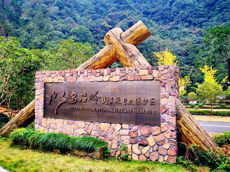 在乌岩岭内,发现过世界濒危物种国家一级保护动物黄腹角雉.