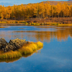 内蒙古阿尔山杜鹃湖