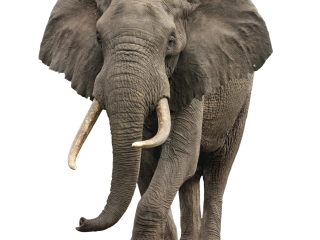 巴厘岛大象野生动物园