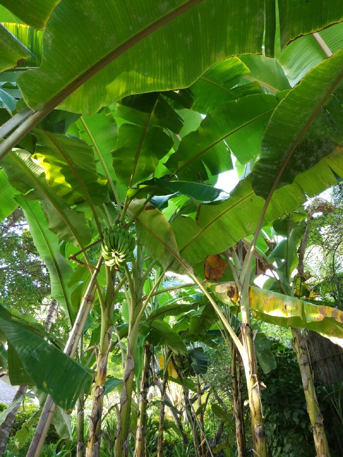 香蕉是芝麻蕉,很甜