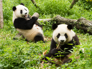 大熊猫繁育研究基地