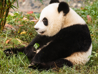 大熊猫繁育研究基地