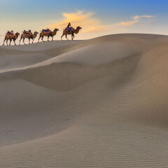 Camel Caravan Travel in Dessert