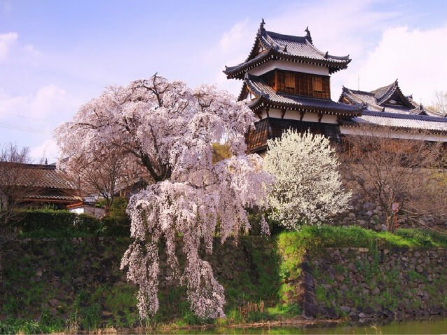 [清明] 吉野山千本樱赏樱游>jr大阪出发