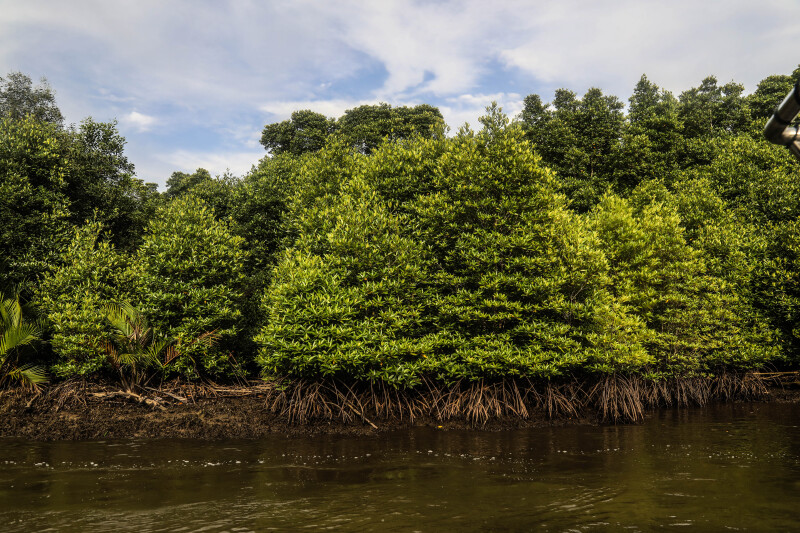 kawa红树林是 沙巴 开发较早的红树林公园