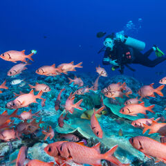Soldierfish and diver - Palau