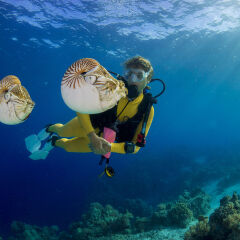 Oceania, Palau, Diver watching Palau nautilusses, Nautilus belauensis, in Pacific Ocean