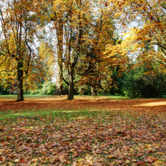 Autumn forest covered with fallen leaves in a sunny day