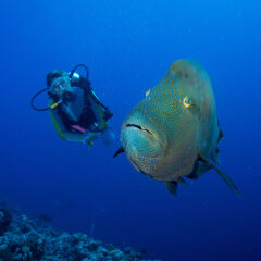 Oceania, Palau, Napoleon fish, Cheilinus undulatus and diver