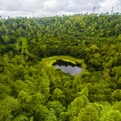 Aerial top view perspective of Trou Aux Cerf Volcano Curipipe in the tropical island jungle of Mauritius