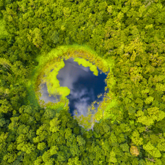 Aerial top view perspective of Trou Aux Cerf Volcano Curipipe in the tropical island jungle of Mauritius