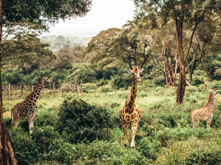 内罗毕国家公园