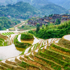 Yaoshan Mountain, Guilin, China hillside rice terraces landscape.