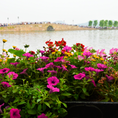 Broken Bridge Residue Snow West Lake Beautiful Hangzhou Streetscape Flower