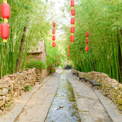 Bamboo forest in the stream and stone road