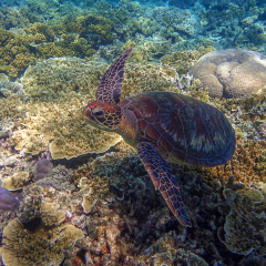 Sea Turtle swimming in the Great Barrier Reef. Cairns, Far North Queensland, Australia.
