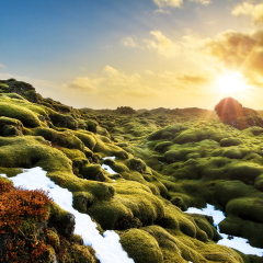 Beautiful panorama of the amazing volcanic mossy landscape of Eldhraun at sunrise in Iceland