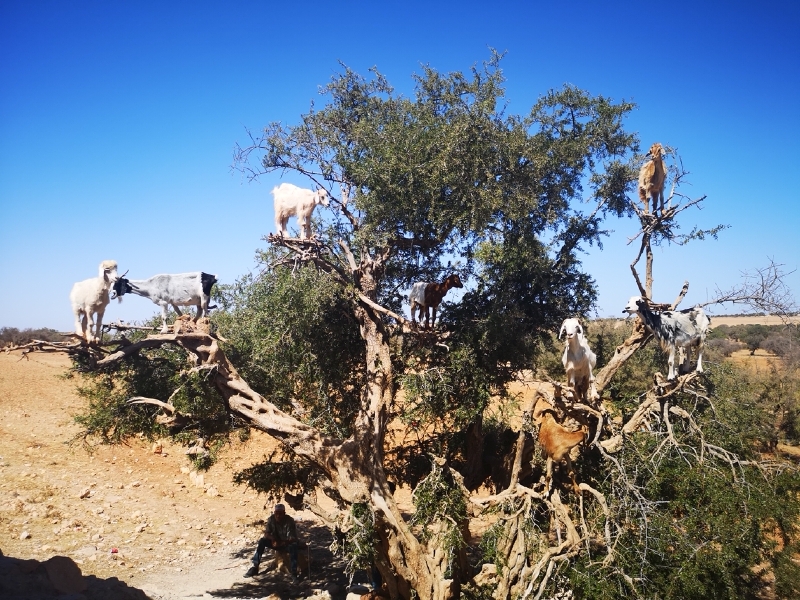 感觉这羊就是被人抱上去的98索维拉入住的酒店是高尔夫酒店,尽管离