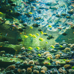 三亚·亚特兰蒂斯失落的空间水族馆