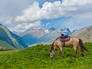 新疆野马繁育基地