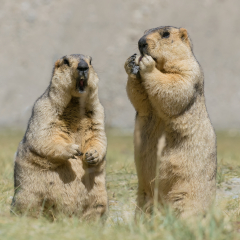 Himalayan marmots -Marmota himalayana, pair standing and eating in open field , ladakh wildlife, Jammu and Kashmir, India
