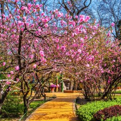Park in spring. Taken in the Yingze park of Taiyuan, Shanxi, China.
