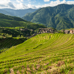 Longsheng rice terraces guilin china landscape at summer