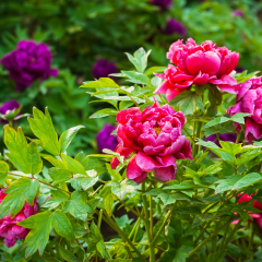 Pink peony in spring, located in Luoyang, Henan, China.