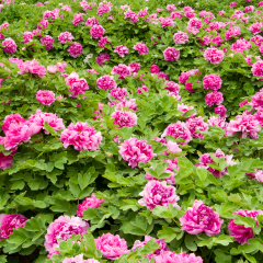 Pink Peony flower (Paeonia suffruticosa) garden in Luoyang, China.Peony in Chinese and is an important symbol in Chinese culture. It is national flower for China.