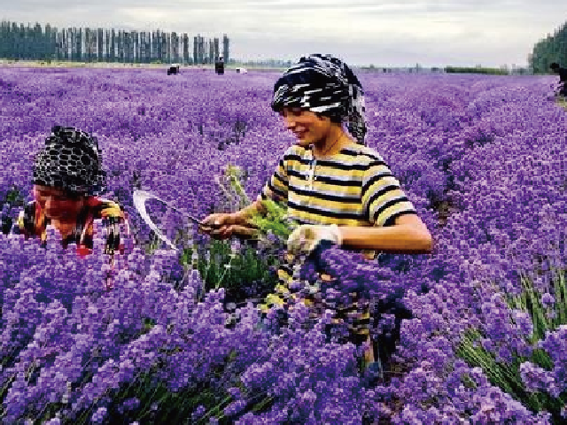 新疆 哈萨克斯坦 甘肃专列15日游 上海出发 旅