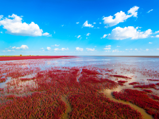 辽河三角洲湿地