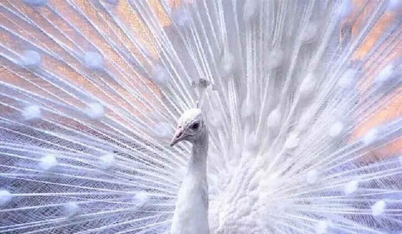 惊艳来司徒小镇的栖嬉园近距离看千只孔雀开屏