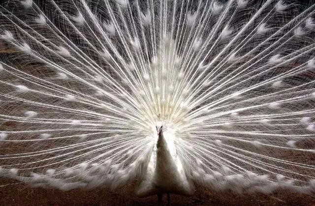 惊艳!来司徒小镇的栖嬉园,近距离看千只孔雀开屏【多图】_司徒小镇游