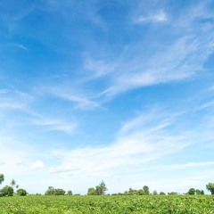 Blue sky and beautiful cloud with meadow.