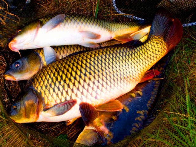 桂林漓江阳朔4日游24h接送机站船游漓江20元背景阳朔十里画廊遇龙河