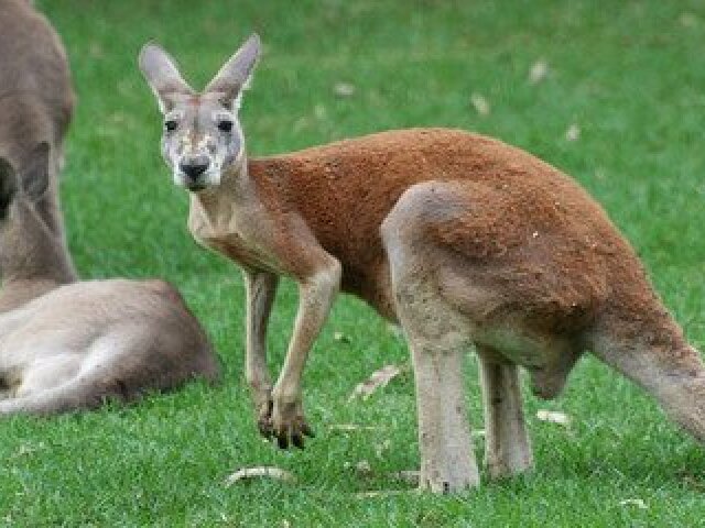 澳大利亚+新西兰13日游 全国联运,墨尔本瑰宝