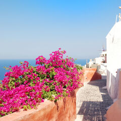Santorini : bougainvillea  and blue sky