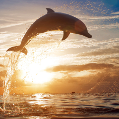 Jumping dolphin in the sea